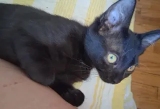 Harriet
