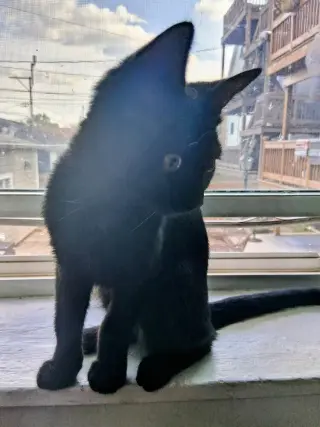 Harriet