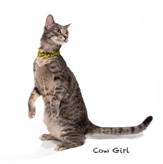 Cowgirl
