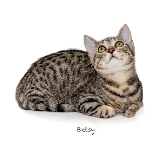 Betsy