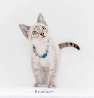 Heather