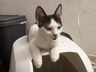 Rorschach
