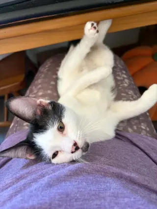 Rorschach