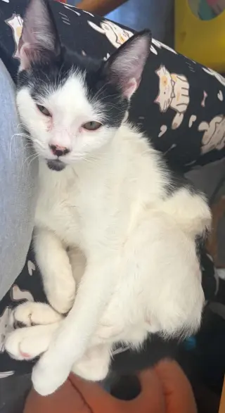 Rorschach