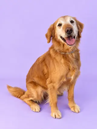 Maya