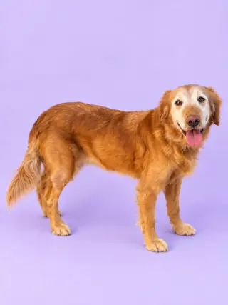 Maya