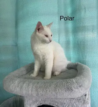 Polar and Breeze