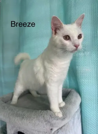 Polar and Breeze