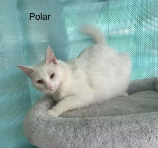 Polar and Breeze