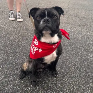Rocky (Rocco)
