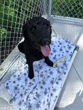 Elvis