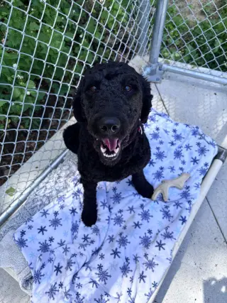Elvis