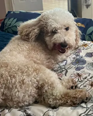 Jax