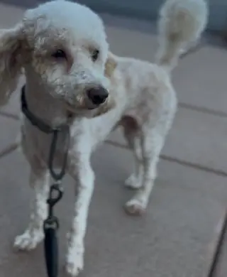 Jax