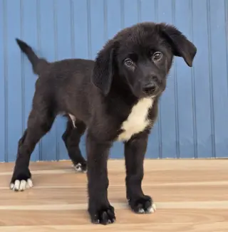 Winston