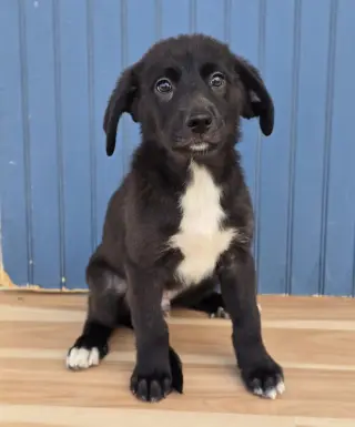 Winston