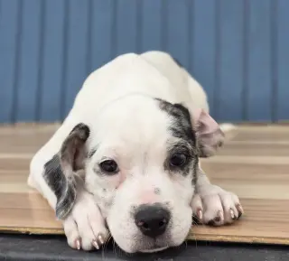 Blanca