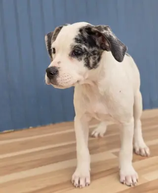 Blanca