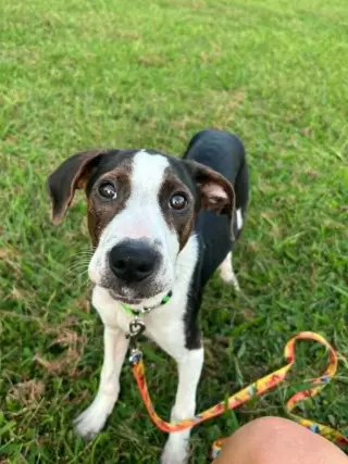 Floyd Rs : Rufus