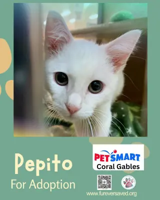 Pepito