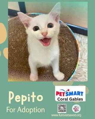 Pepito