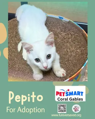 Pepito