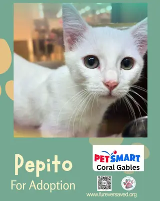 Pepito