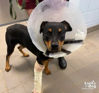 Lucie