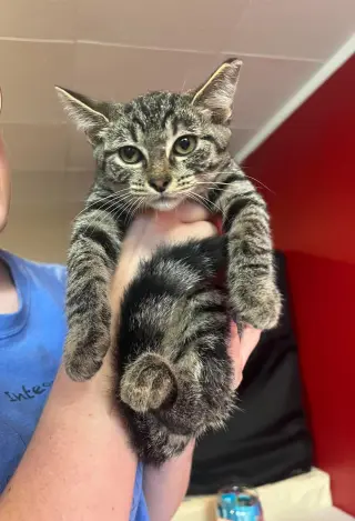 Ring Bearer