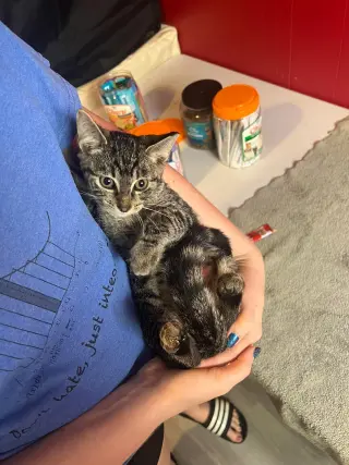 Ring Bearer