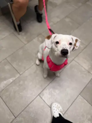 Lola