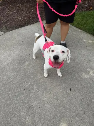 Lola