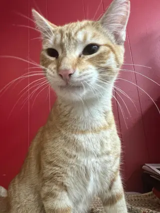 Oatmeal