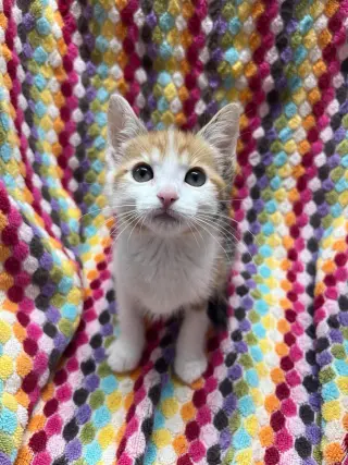 Cheerio
