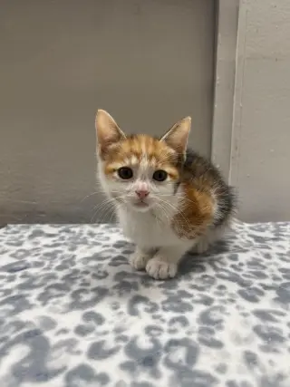 Cheerio