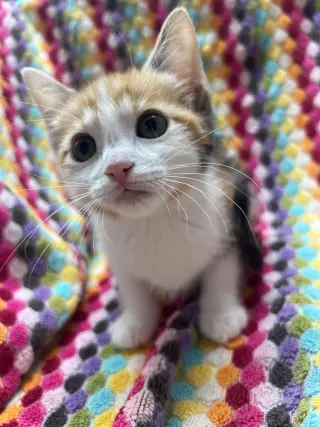 Cheerio