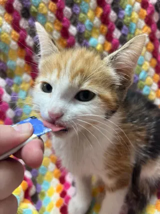 Cheerio