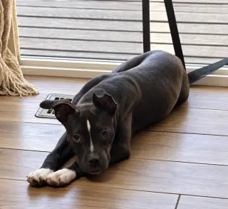 Doris