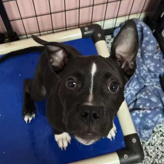 Doris