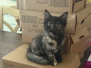 Mia