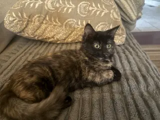 Mia