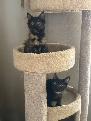 Mia