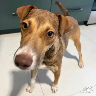 Gigi