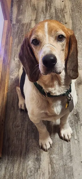 Hank