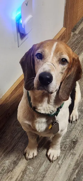 Hank