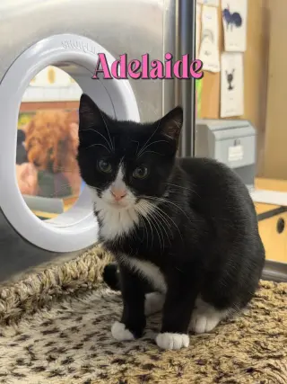 Adelaide