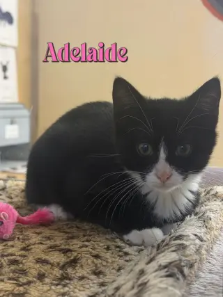 Adelaide