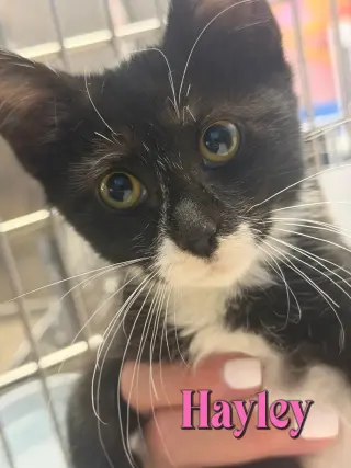 Hayley