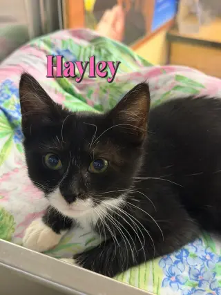 Hayley