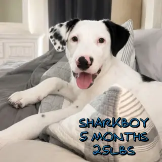 SHARKBOY